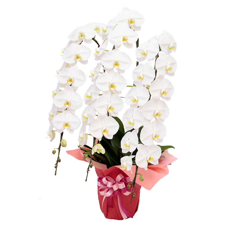 ��ĳ������Ω��