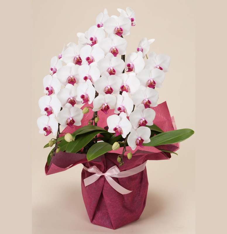 胡蝶蘭３本立赤目 デザイン 胡蝶蘭 花工場 吉田園 母の日のお花ギフト 贈り物は花工場で