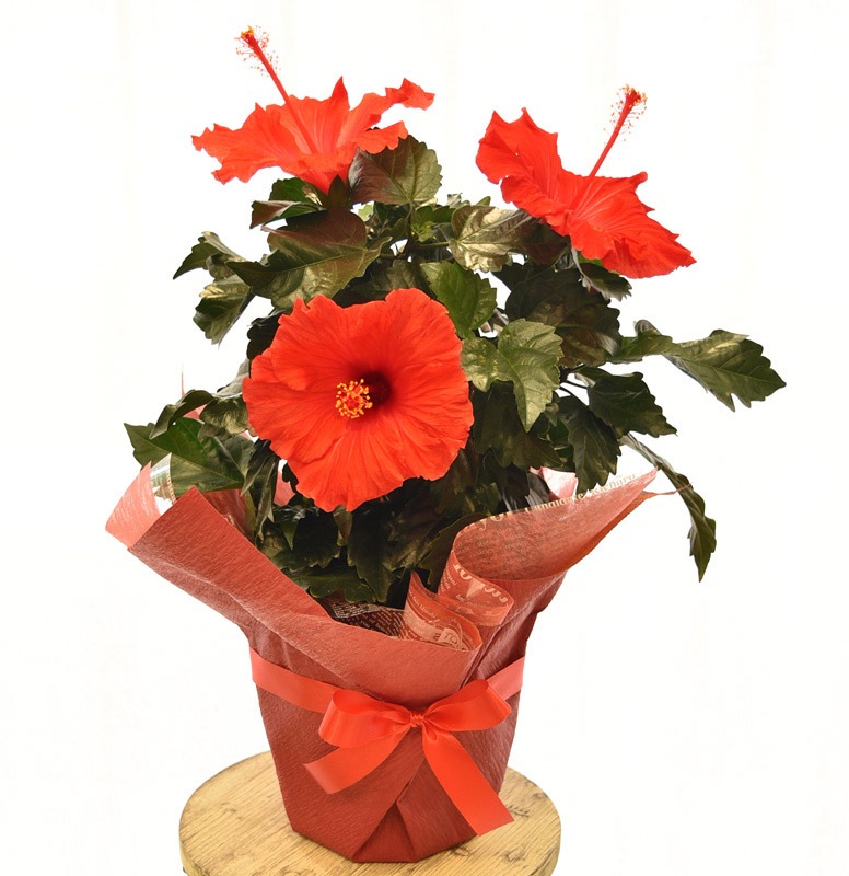 ハイビスカス レッド サマーギフト 花工場 吉田園 母の日のお花ギフト 贈り物は花工場で