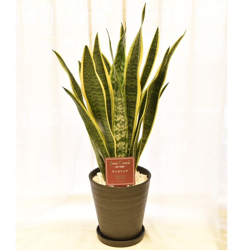 サンスベリア デザイン 観葉植物 花工場 吉田園 母の日のお花ギフト 贈り物は花工場で サンスベリア デザイン 観葉植物 花工場 吉田園 母の日のお花ギフト 贈り物は花工場で