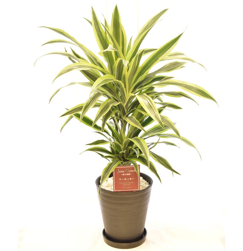 ワーネッキー レモンライム デザイン 観葉植物 花工場 吉田園 母の日のお花ギフト 贈り物は花工場で