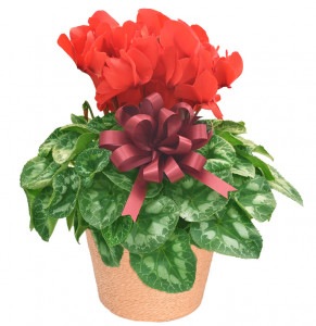 �������󡡣���ʥ�åɡ�