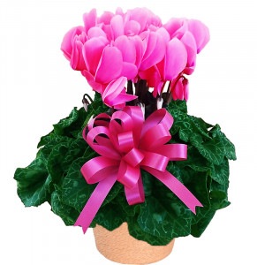 �������󡡣���ʥԥ󥯡�