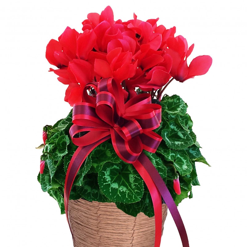 �������󡡣���ʥ�åɡ�