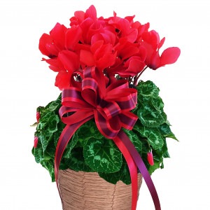 �������󡡣���ʥ�åɡ�