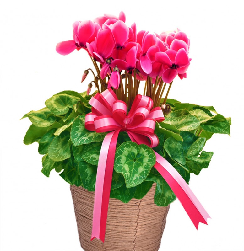 �������󡡣���ʥԥ󥯡�