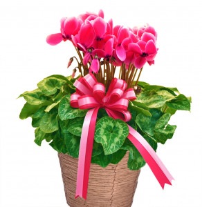 �������󡡣���ʥԥ󥯡�