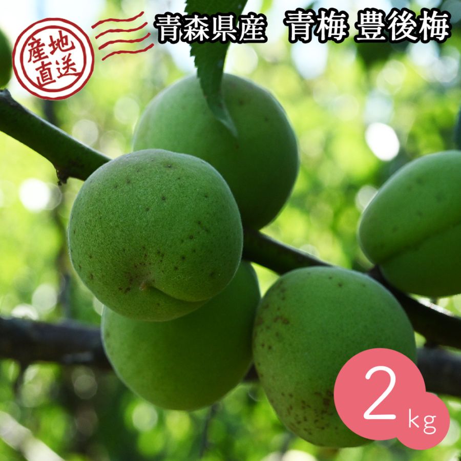 【産地直送】 青森県 豊後梅 2kg 青梅 梅 うめ 梅酒 梅干し 梅シロップ 梅干 梅シロップ 梅ジャム 予約販売 7月上旬~中旬出荷予定
