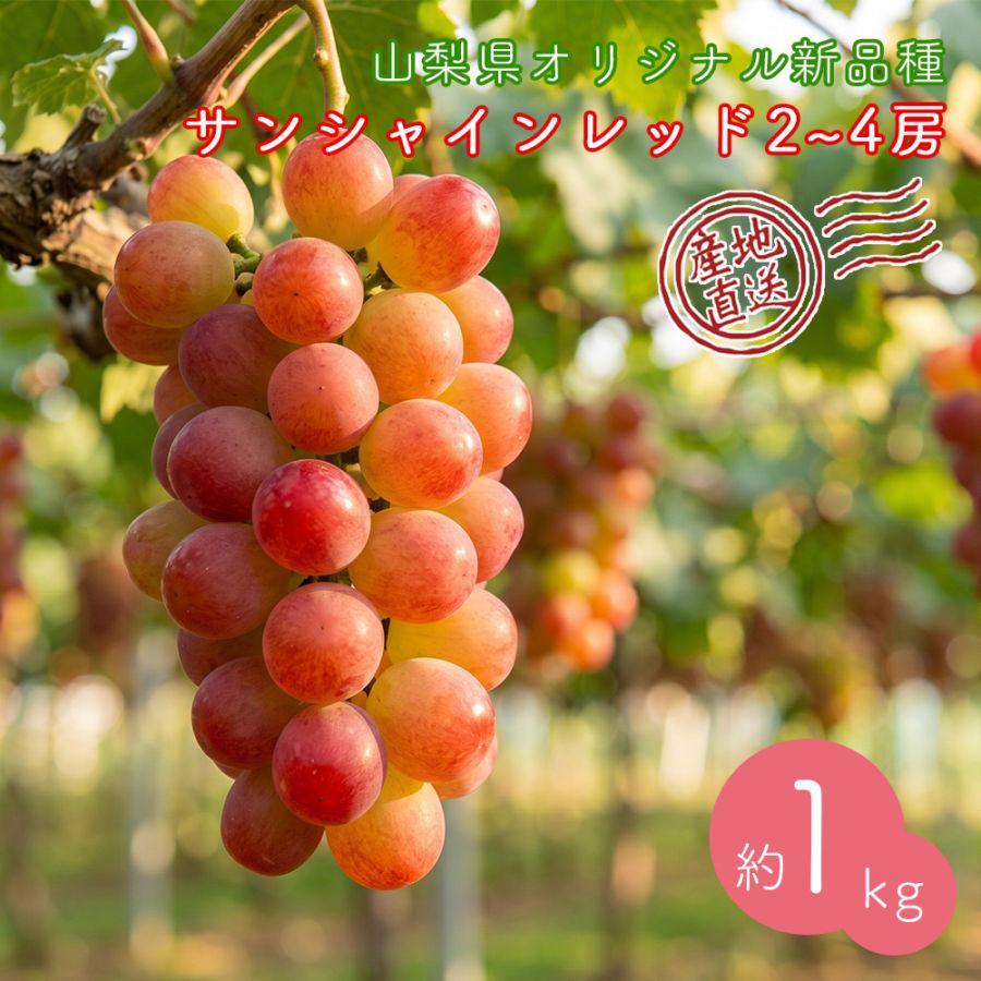 【クール便発送】 予約販売 8月下旬～9月下旬出荷予定【産地直送】 山梨県産 サンシャインレッド 山梨県農福連携 希少種