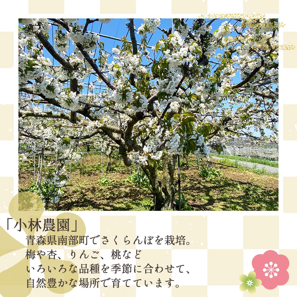 【産地直送】 青森県産 さくらんぼ 佐藤錦 1kg サクランボ 果物 フルーツ 人気 売れ筋 お取り寄せ バラ 自宅用 予約販売 6月下旬～7月上旬出荷予定