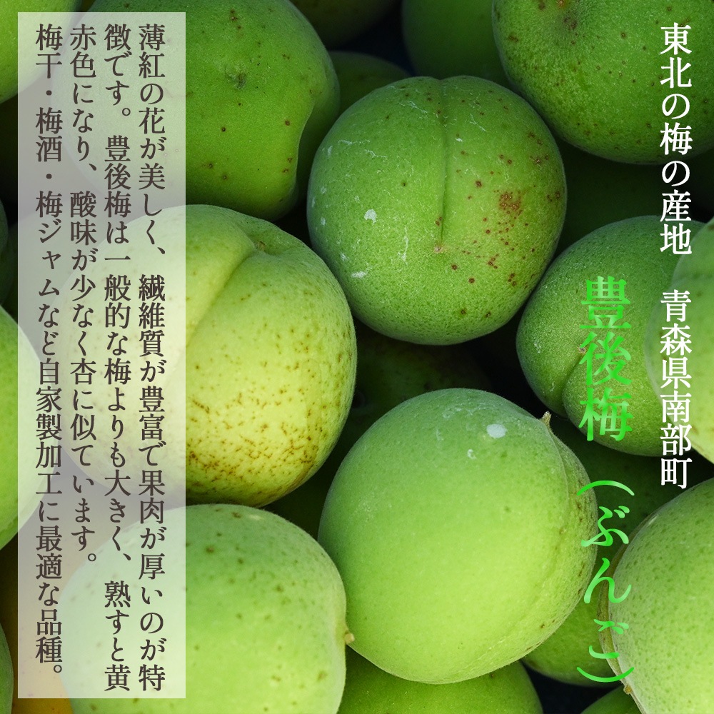 産地直送】 青森県 豊後梅 2kg 青梅 梅 うめ 梅酒 梅干し 梅