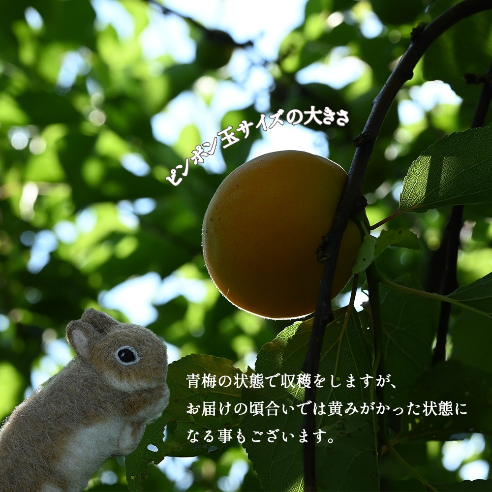 産地直送】 青森県 豊後梅 2kg 青梅 梅 うめ 梅酒 梅干し 梅