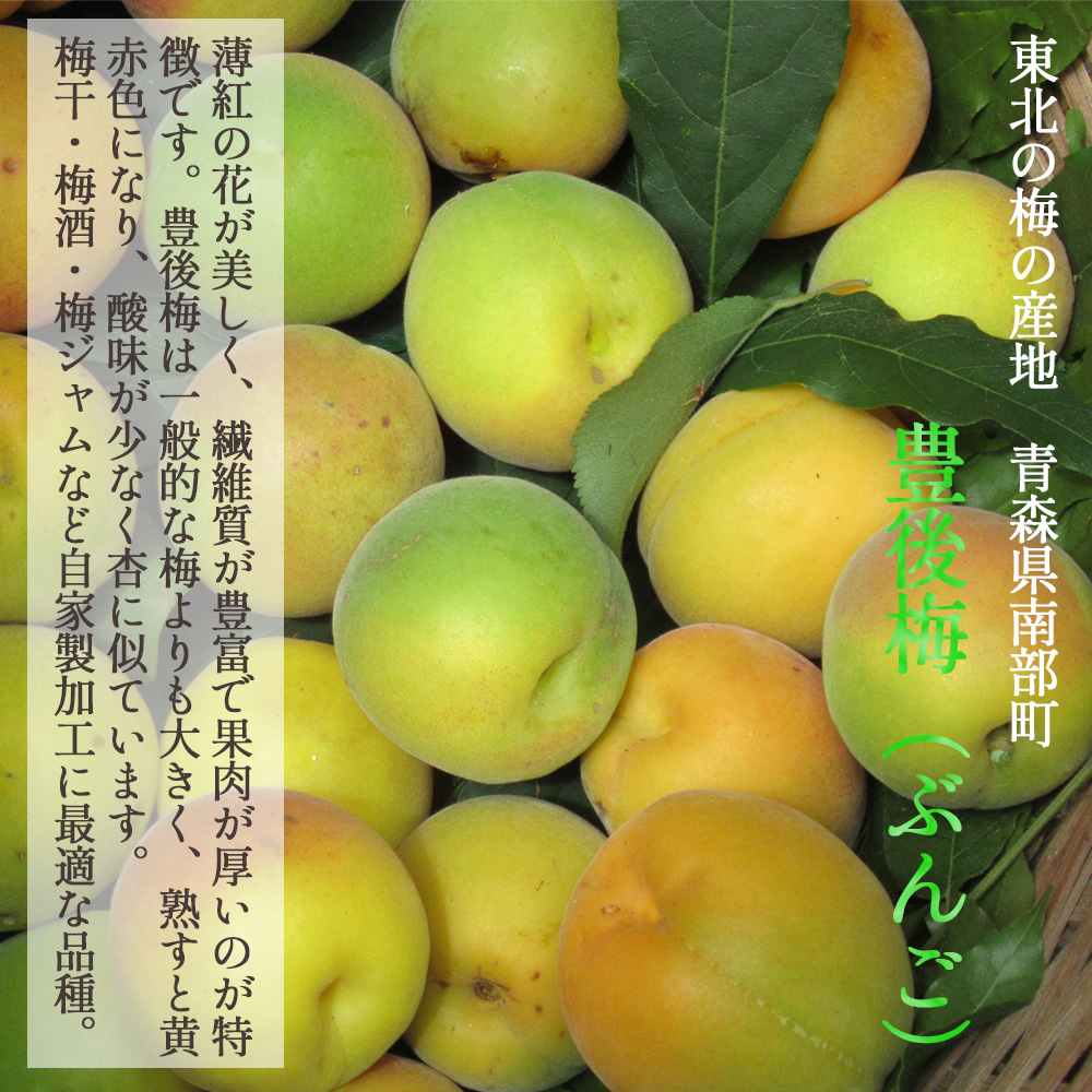 【産地直送】 青森県 豊後梅 2kg 青梅 梅 うめ 梅酒 梅干し 梅シロップ 梅干 梅シロップ 梅ジャム 予約販売 7月上旬～中旬出荷予定