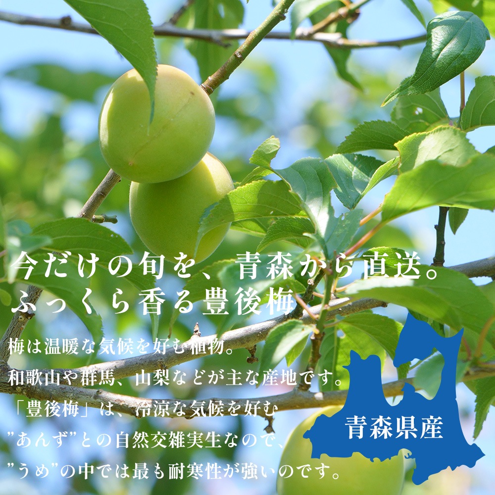 【産地直送】 青森県 豊後梅 2kg 青梅 梅 うめ 梅酒 梅干し 梅シロップ 梅干 梅シロップ 梅ジャム 予約販売 7月上旬～中旬出荷予定