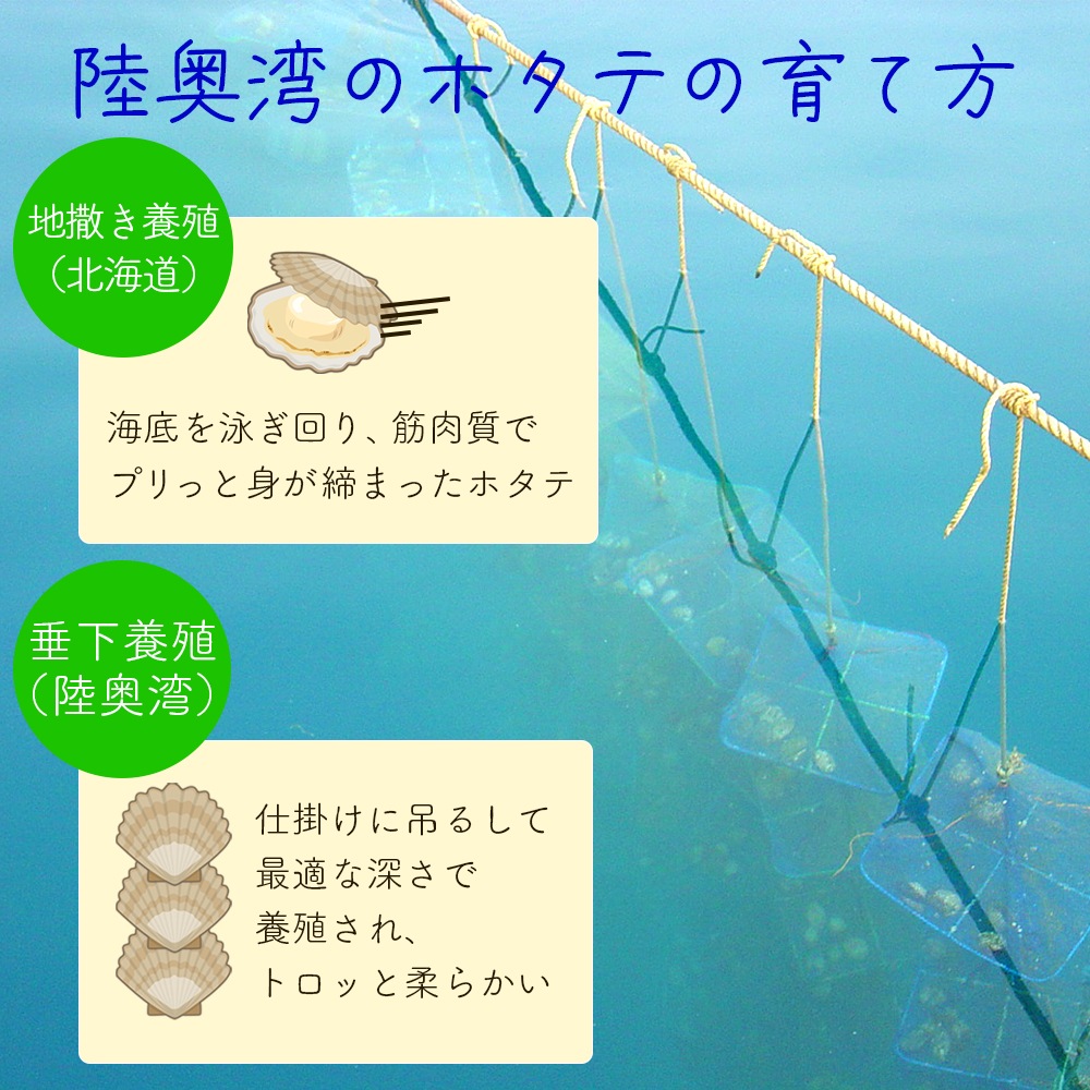 【産地直送】 青森県陸奥湾産活ホタテ【送料無料】