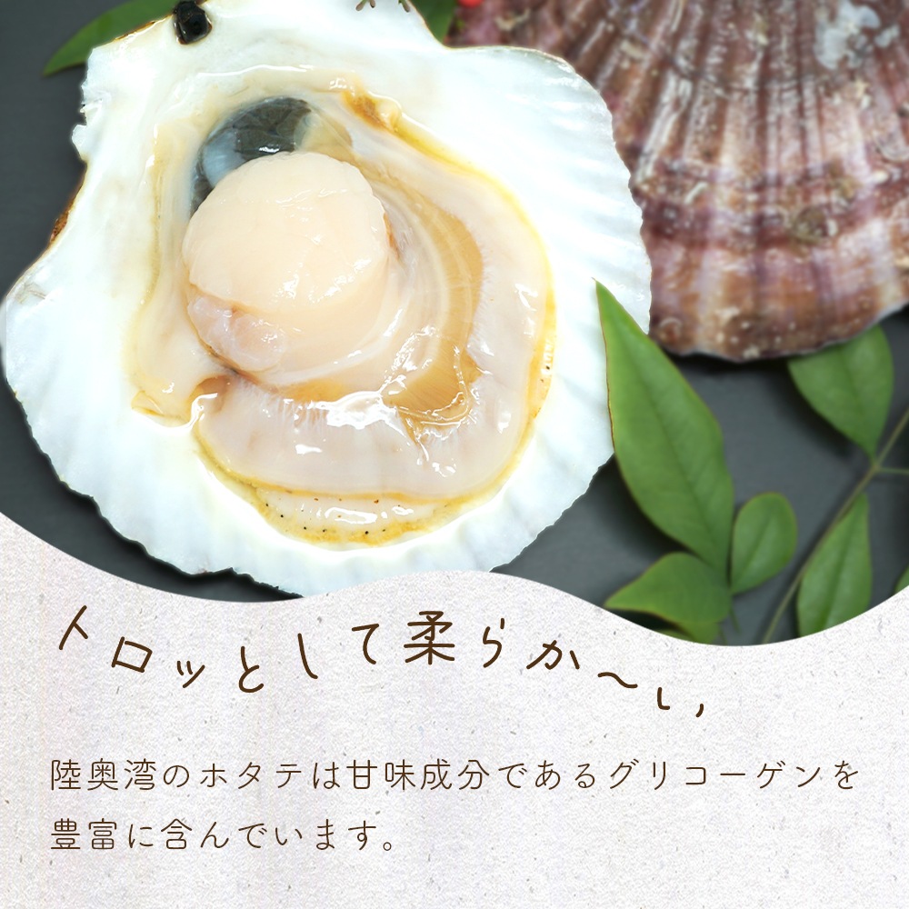 【産地直送】 青森県陸奥湾産活ホタテ【送料無料】