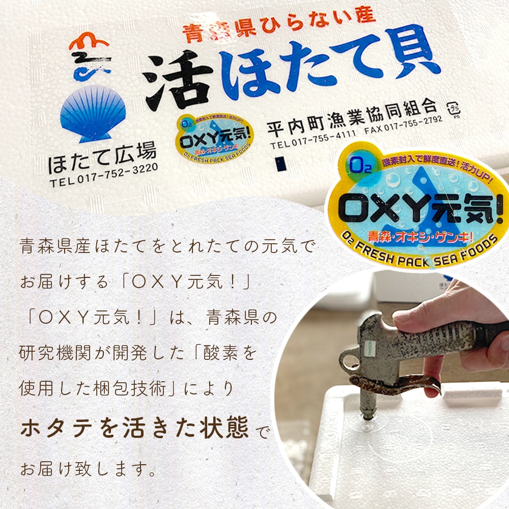 【産地直送】 青森県陸奥湾産活ホタテ【送料無料】