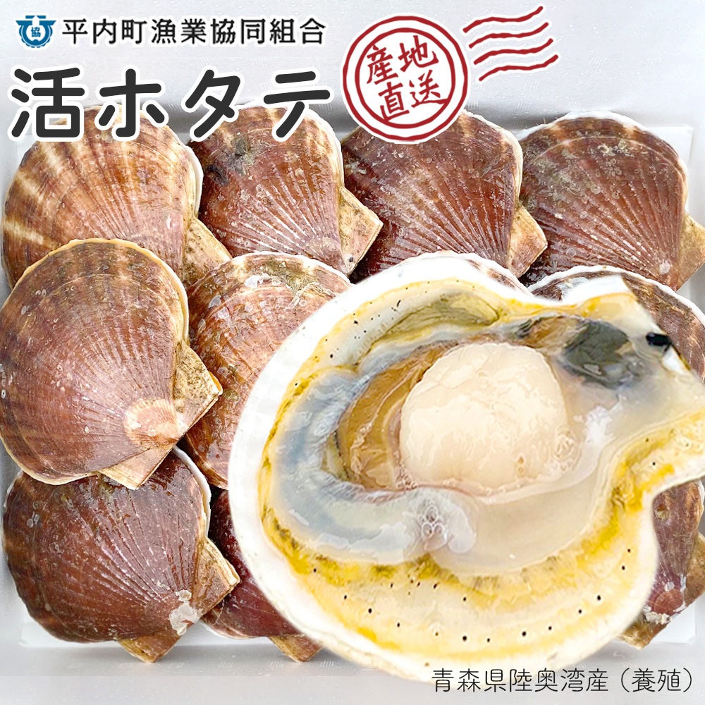 【産地直送】 青森県陸奥湾産活ホタテ【送料無料】