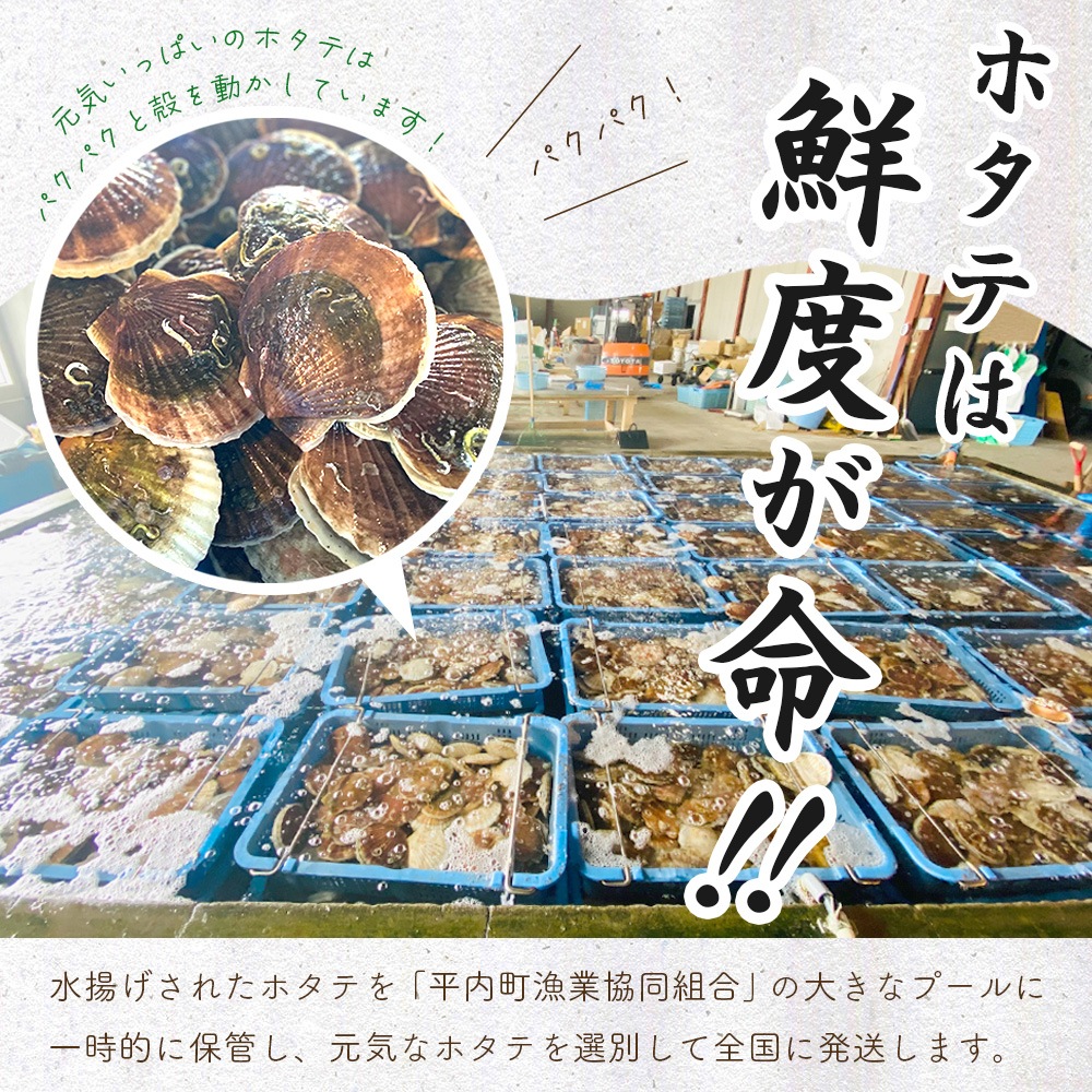 【産地直送】 青森県陸奥湾産活ホタテ【送料無料】