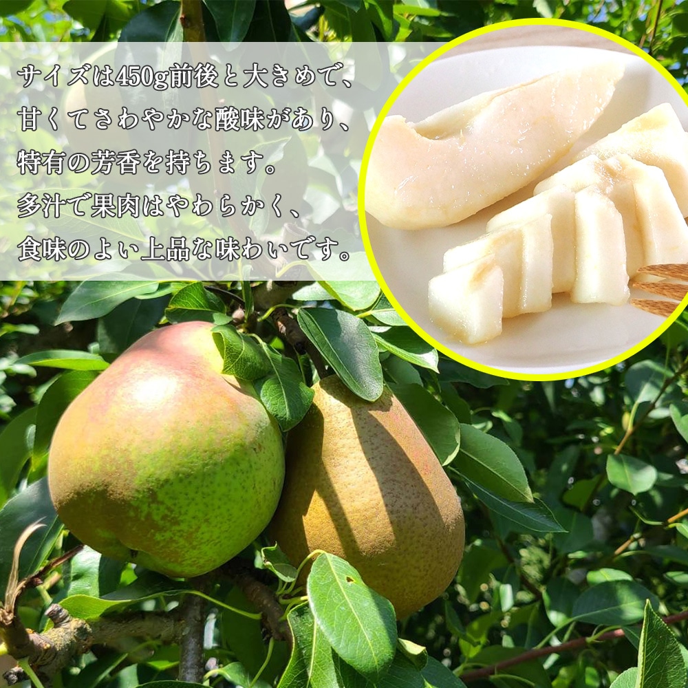 青森県 南部地方産 美味しい洋梨(ヒメンコウ)大きい順に総重量24kgバラ詰め① 青森県 南部地方産 洋梨(ヒメンコウ)大きい順に総重量12kgバラ詰め農園