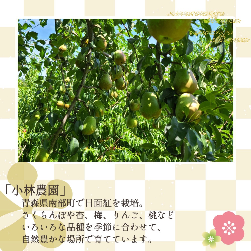 【産地直送】日面紅（ひめんこ）3kg（9～15個）フレミッシュ・ビューティー  果物 フルーツ 希少 お取り寄せ 自宅用 ギフト 予約販売 9月上旬～中旬出荷予定