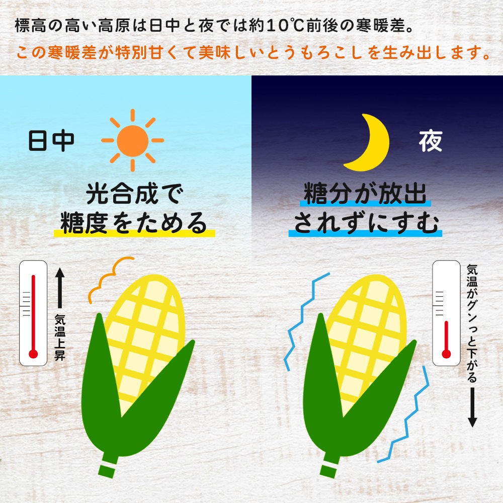 【産地直送】 青森県産 嶽きみ とうもろこし 恵味 (めぐみ) 10本