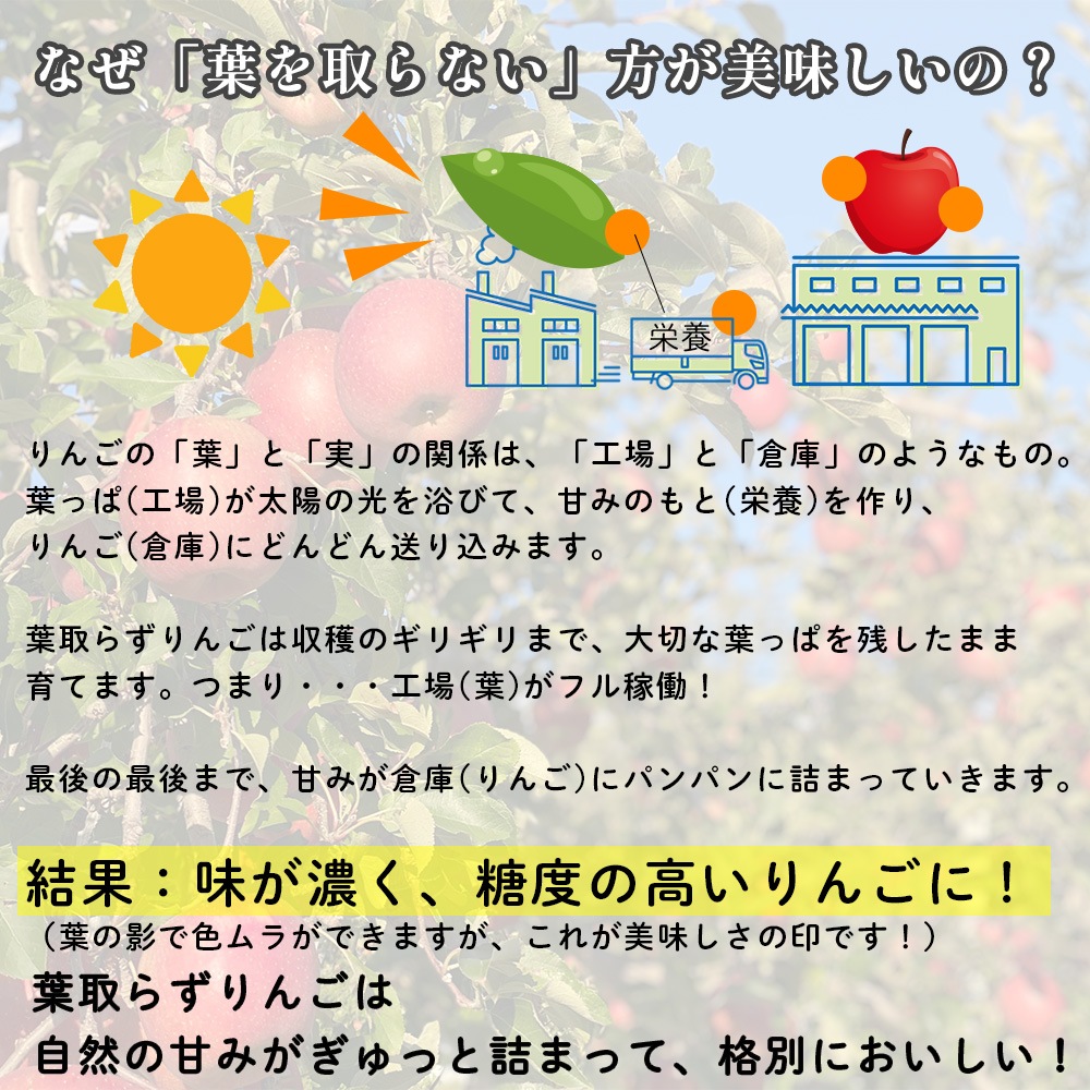 【産地直送】サンふじ 3kg 5kg 送料無料  11月出荷予定 りんご 林檎 フジ 果物 産直 特産品 お歳暮 御歳暮 歳暮 ギフト