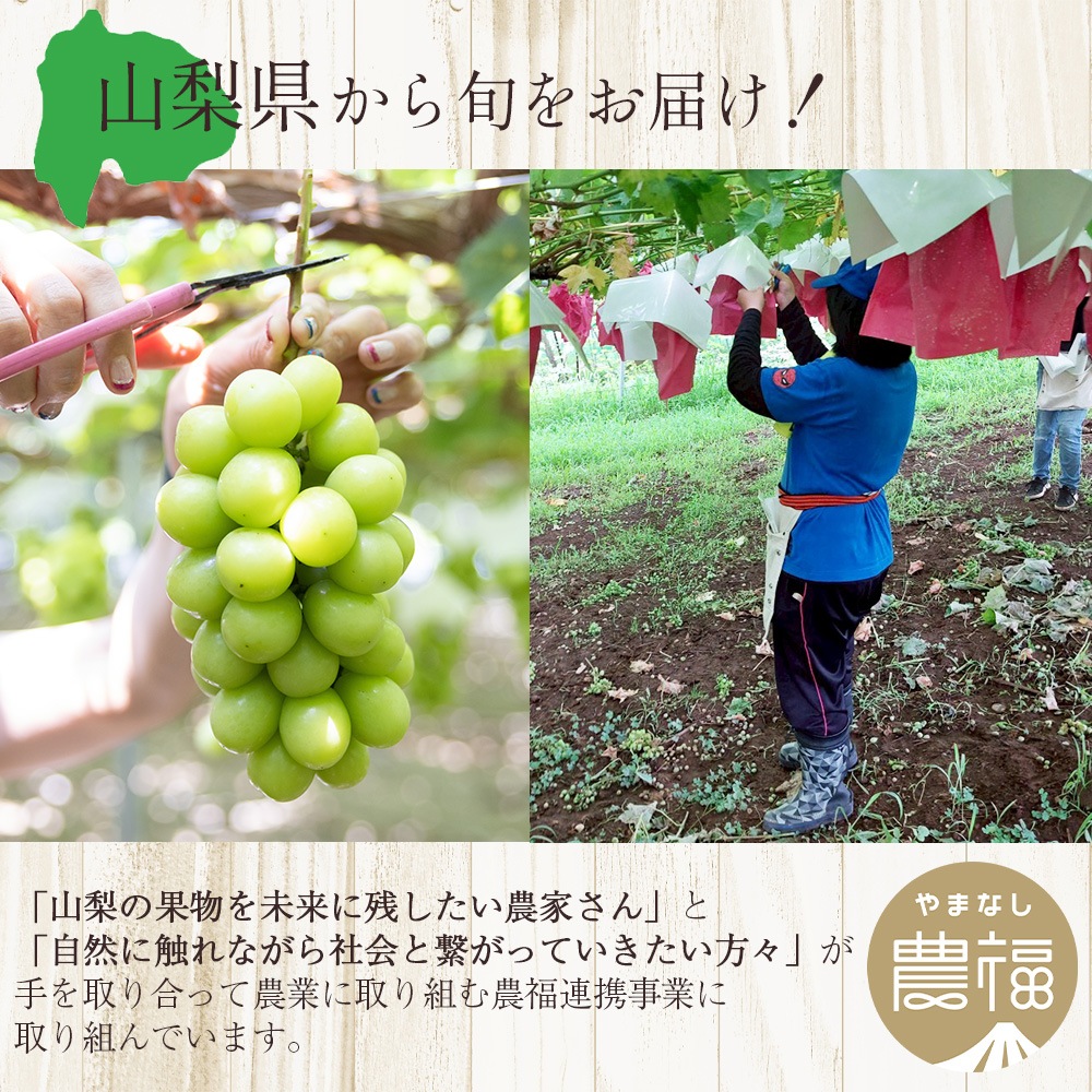 【クール便発送】 予約販売 8月下旬～9月下旬出荷予定【産地直送】 山梨県産 シャインマスカット 山梨県農福連携