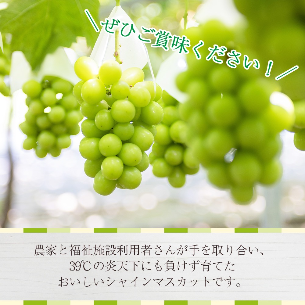 【クール便発送】 予約販売 8月下旬～9月下旬出荷予定【産地直送】 山梨県産 シャインマスカット 山梨県農福連携