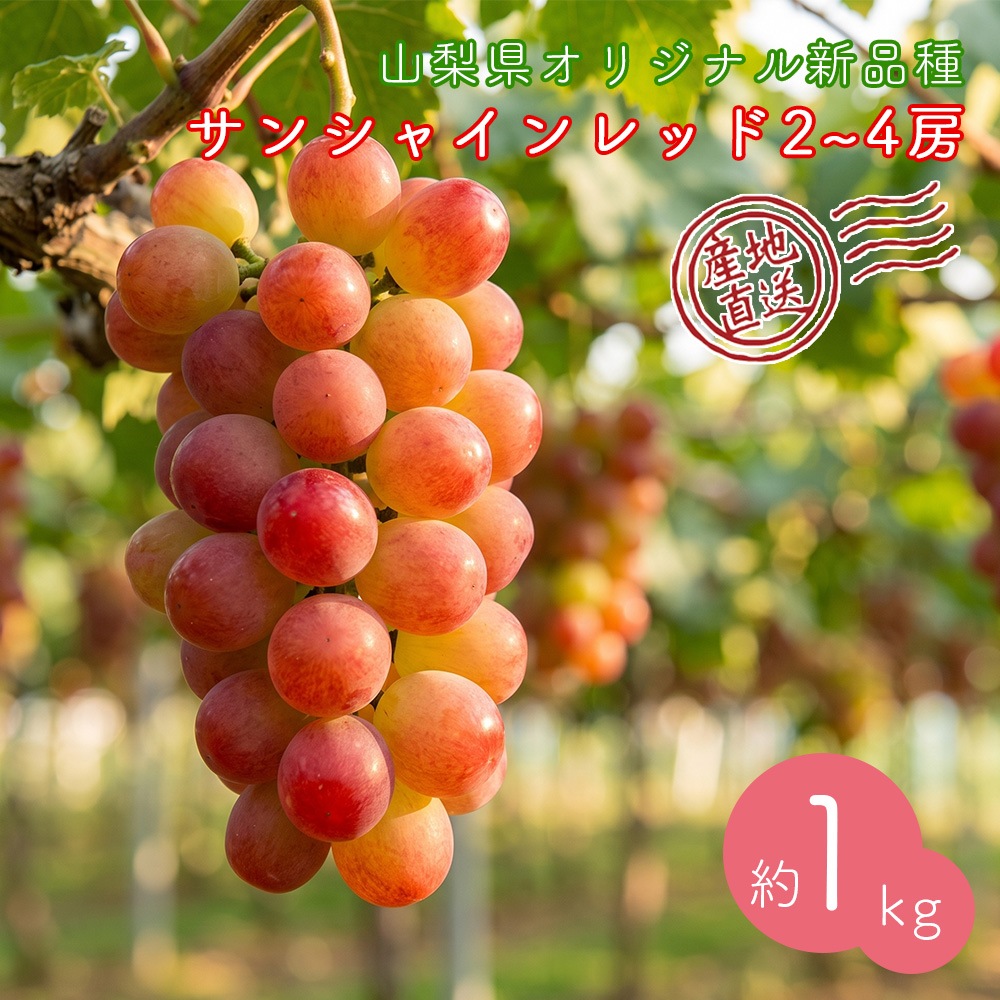 【クール便発送】 予約販売 8月下旬～9月下旬出荷予定【産地直送】 山梨県産 サンシャインレッド 山梨県農福連携 希少種