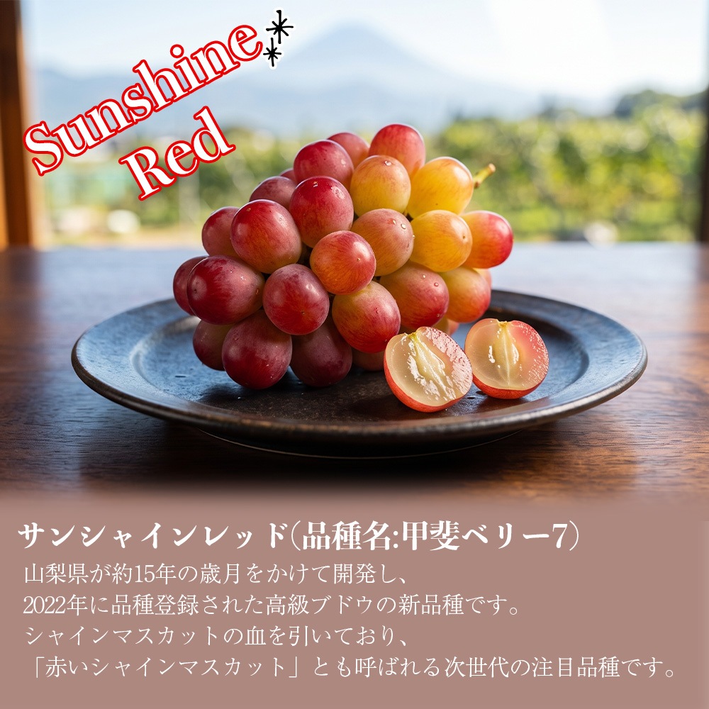 【クール便発送】 予約販売 8月下旬～9月下旬出荷予定【産地直送】 山梨県産 サンシャインレッド 山梨県農福連携 希少種
