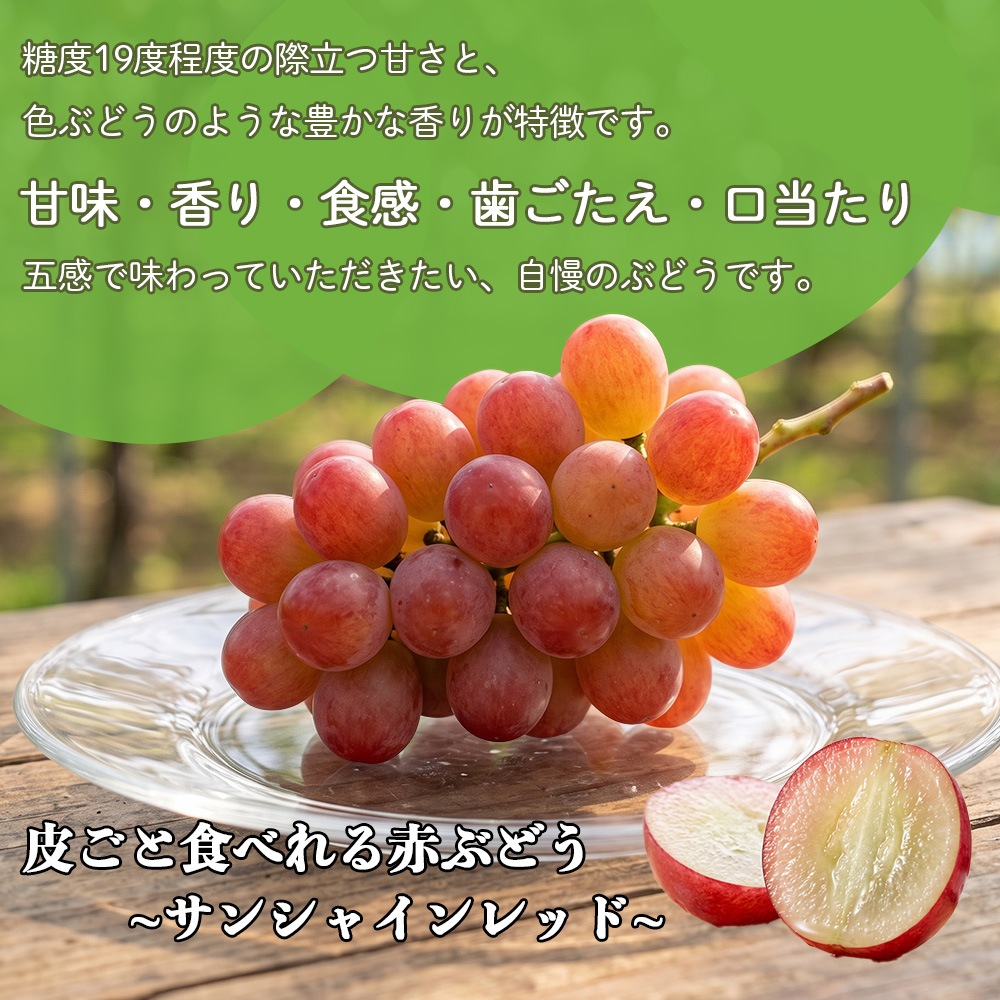 【クール便発送】 予約販売 8月下旬～9月下旬出荷予定【産地直送】 山梨県産 サンシャインレッド 山梨県農福連携 希少種