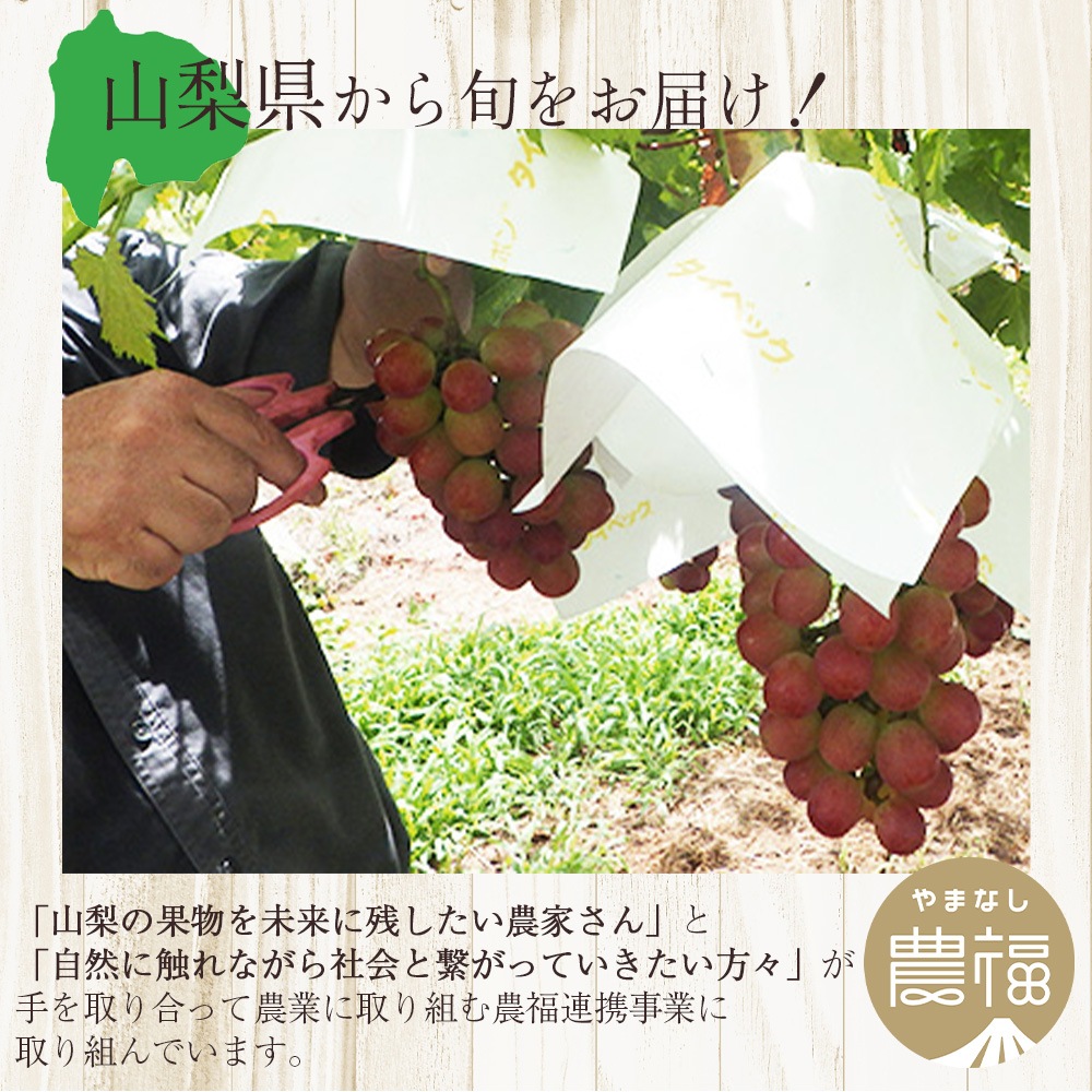 【クール便発送】 予約販売 8月下旬～9月下旬出荷予定【産地直送】 山梨県産 サンシャインレッド 山梨県農福連携 希少種
