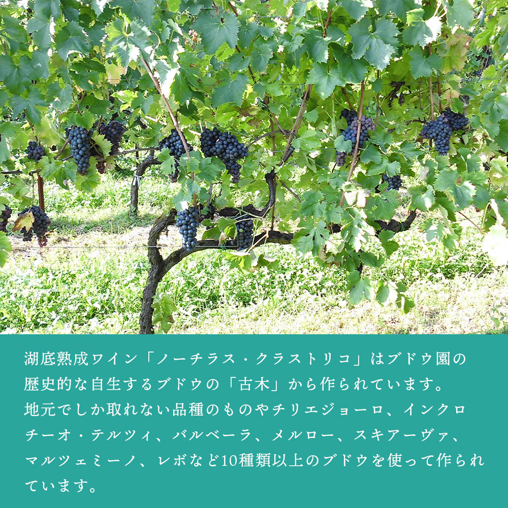 【クール便配送】 ワイン ノーチラス・クラストリコ 2015 湖底熟成ワイン【送料無料】