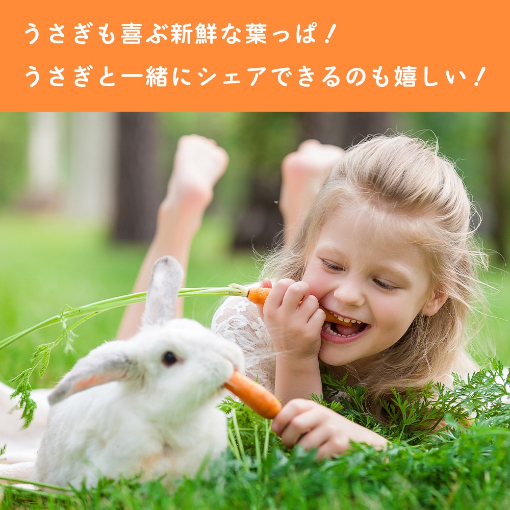 【産地直送】  栃木県産 葉付きにんじん 2kg 送料無料