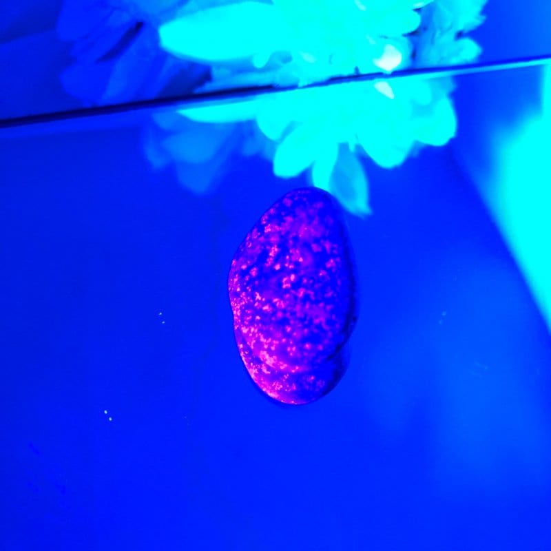 【新世界の扉をひらく】ユーパーライト ※ブラックライト付き！