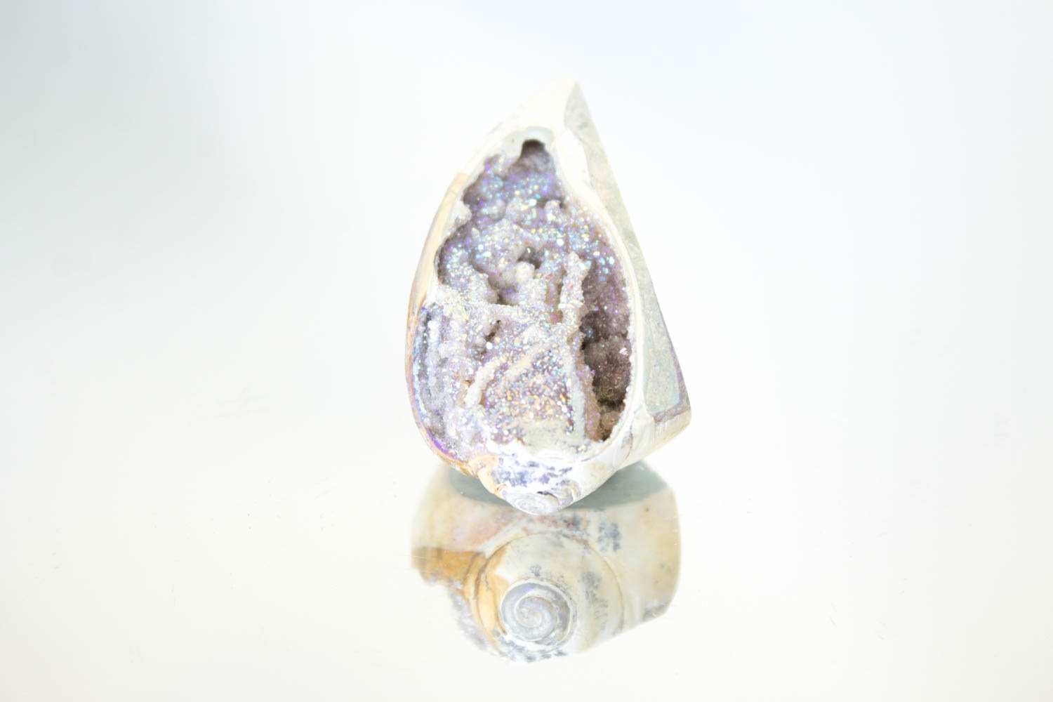 【天使の貝がら】オパールオーラシェル