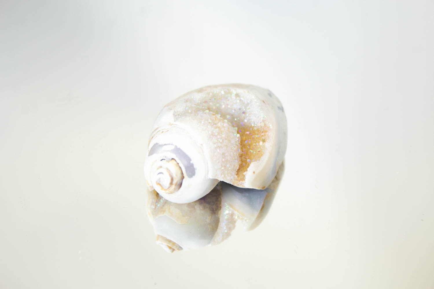 【天使の貝がら】オパールオーラシェル