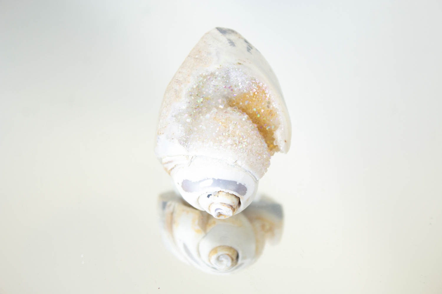 【天使の貝がら】オパールオーラシェル