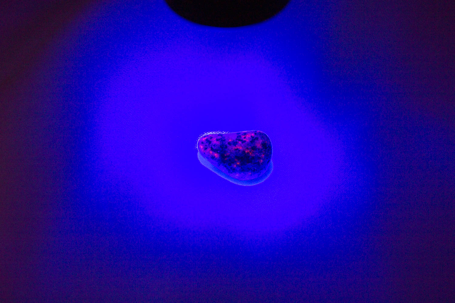 【新世界の扉をひらく】ユーパーライト ※ブラックライト付き！