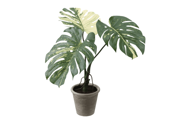 【フェイクグリーン】モンステラバリエガ―タ　鉢一体型〈横浜ディスプレイミュージアム〉送料込み