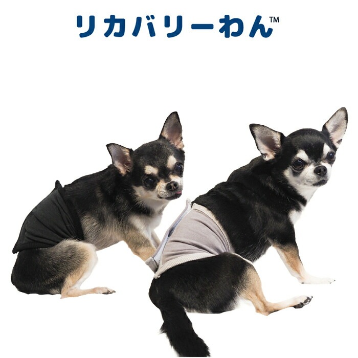 テラヘルツワン・ベルクロテラバンド男の子用用品 犬用 腹巻シニア犬