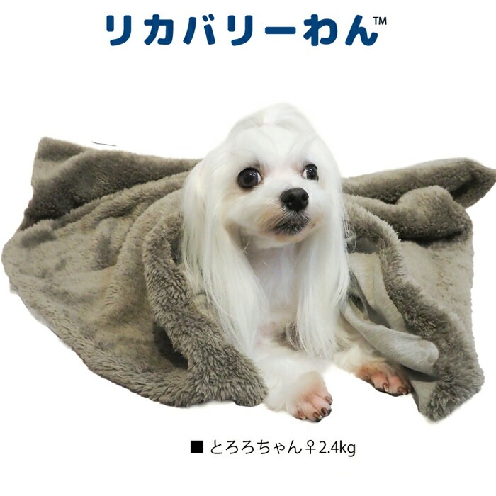 リカバリーわん（テラヘルツワン）ボアブランケット 犬ブランケット
