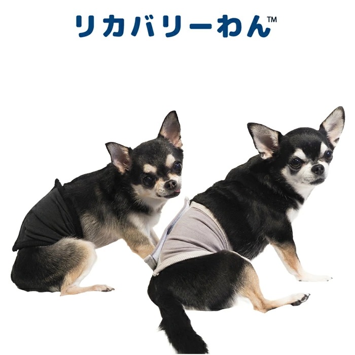 テラヘルツワン・ベルクロテラバンド男の子用用品 犬用 腹巻シニア犬