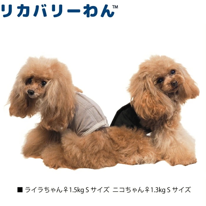 テラヘルツワン・ベルクロテラバンド女の子用用品 犬用 腹巻シニア犬