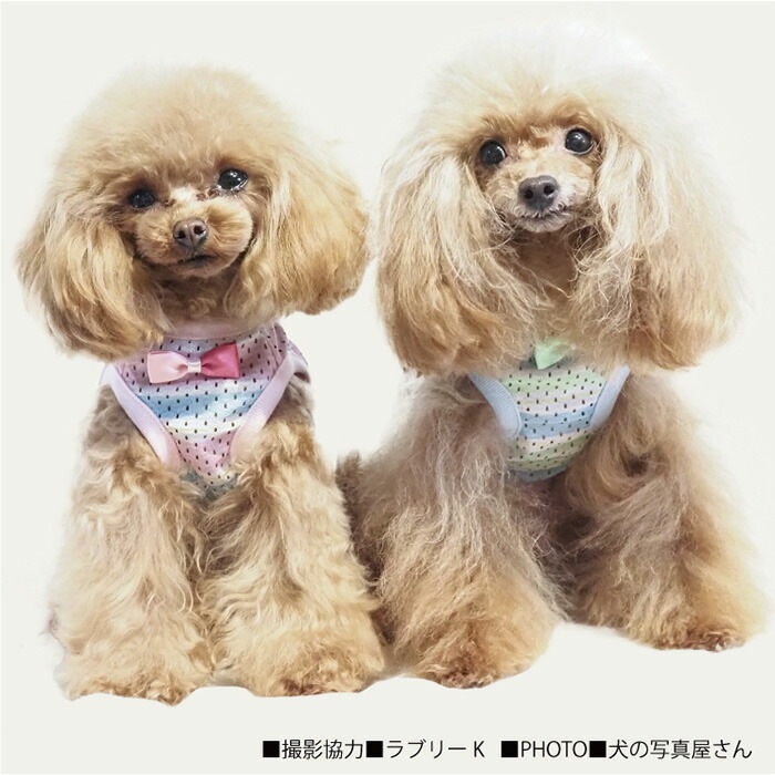 �ƥ饯���롦�������ܡ��������� �礭�������� ���� ���󥯥ȥåײ��� �淿�� �緿�� ���˥��� ������ ���������塼�� �ꥫ�Х꡼������ 1��-2�� 12483 ��T��