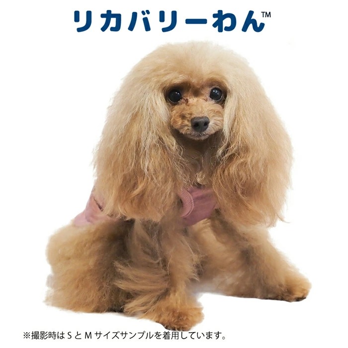 �ԥ�ӥ塼��300�ߥ����ݥ����եƥ�إ�ĥ�󡦥�����ơ����٥��ڥåȲ�� ���� �ڥåȥ����� ƹĹ�ե�֥� ���˥��� �ɥå������� ���� ������ ���������塼�� 2��-3�� 12422 ��T�ۡ�����̵����