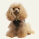 ҡȥƥ顦˥˥ 12455 [] [SS3L/FBM/FBL] 󥯥ȥå    塼 12455 T̵ۡ