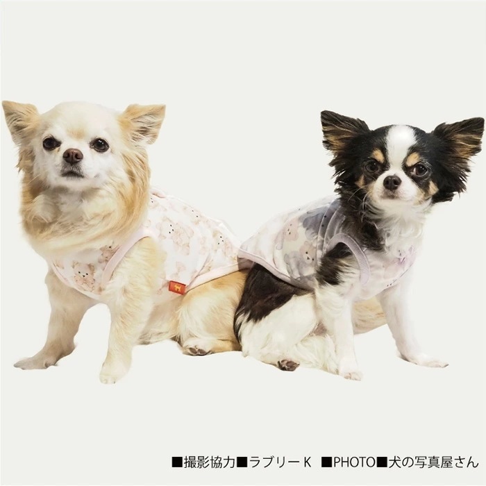 �����ѡ�������ߥ����롦�ɥ꡼��٥��٥륯������ ���������塼�� ���� �ڥåȥ����� ���� ������ �淿�� ������ 1��-2�� 12481 ��T�ۡ�����̵����