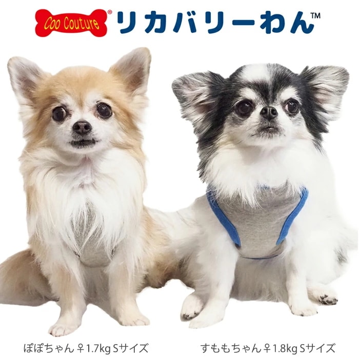 �ƥ饯���롦�ܡ������������٥륯������ ������ ���� ���󥯥ȥåײ��� ������ ���˥��� ������ ���������塼�� �ꥫ�Х꡼������ 1��-2�� 12482 ��T��